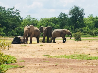 safari_mole_nationalpark_013